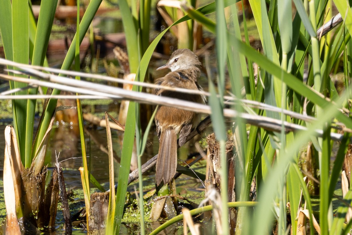 Lesser Swamp Warbler - Mason Flint