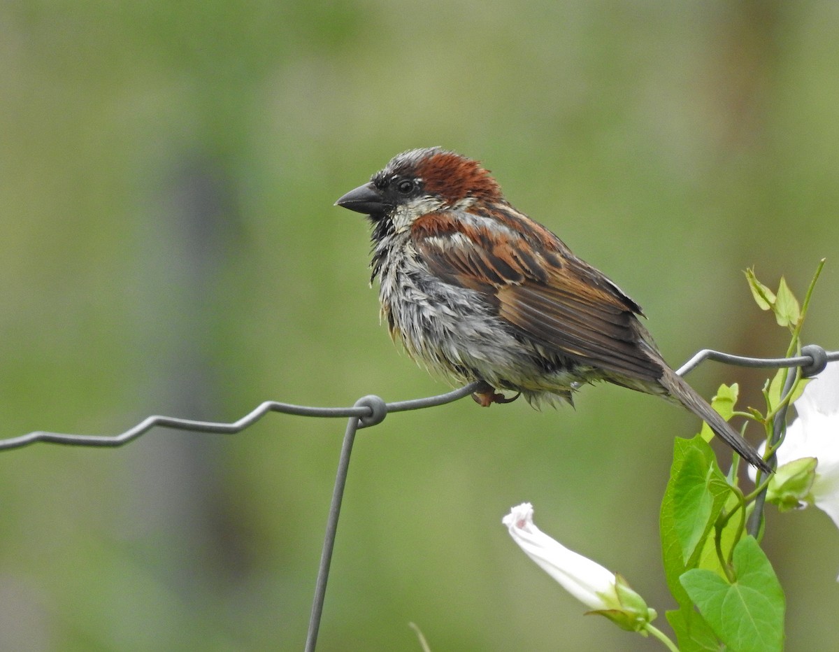 House Sparrow - Javier Robres