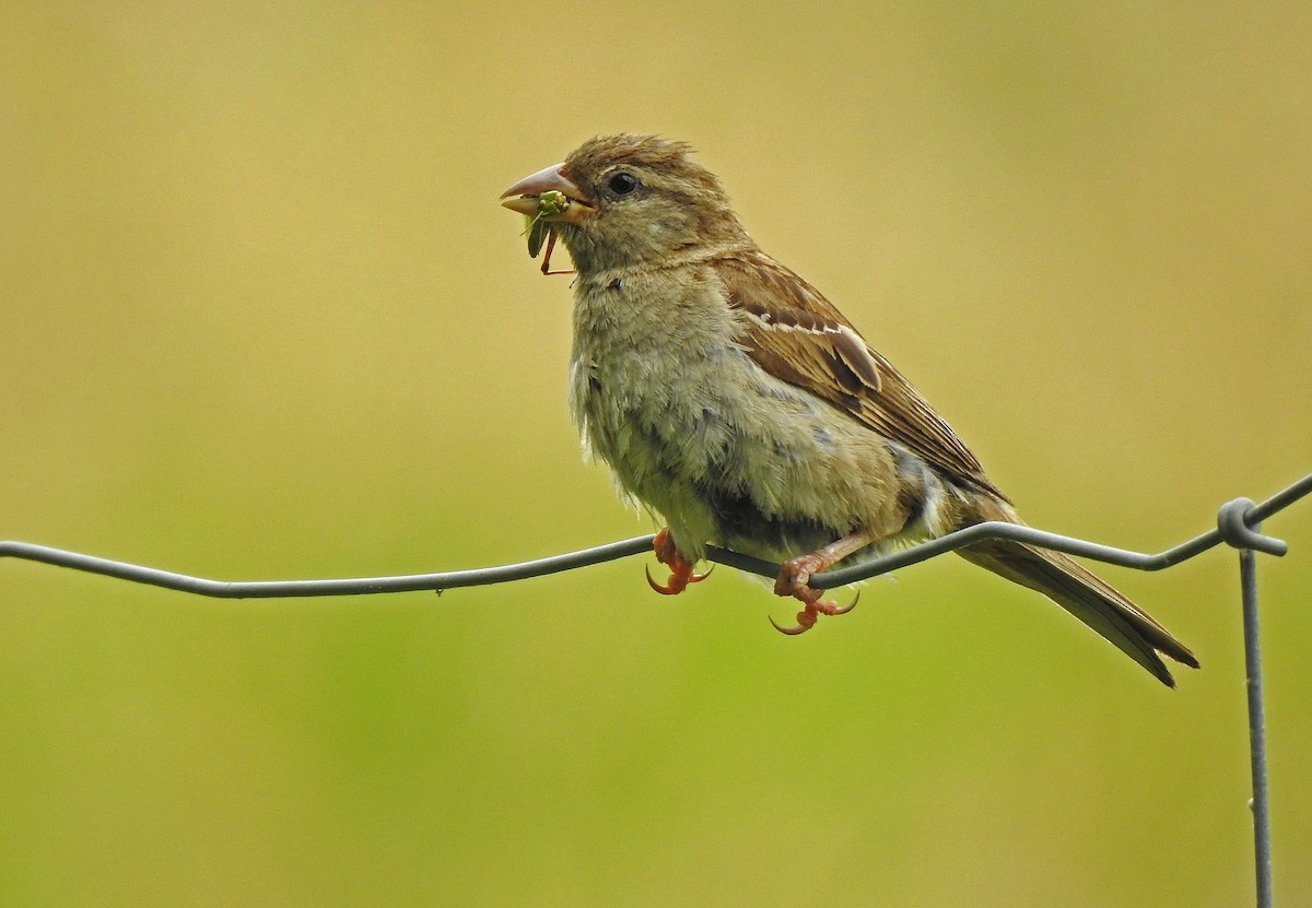 Moineau domestique - ML622102672