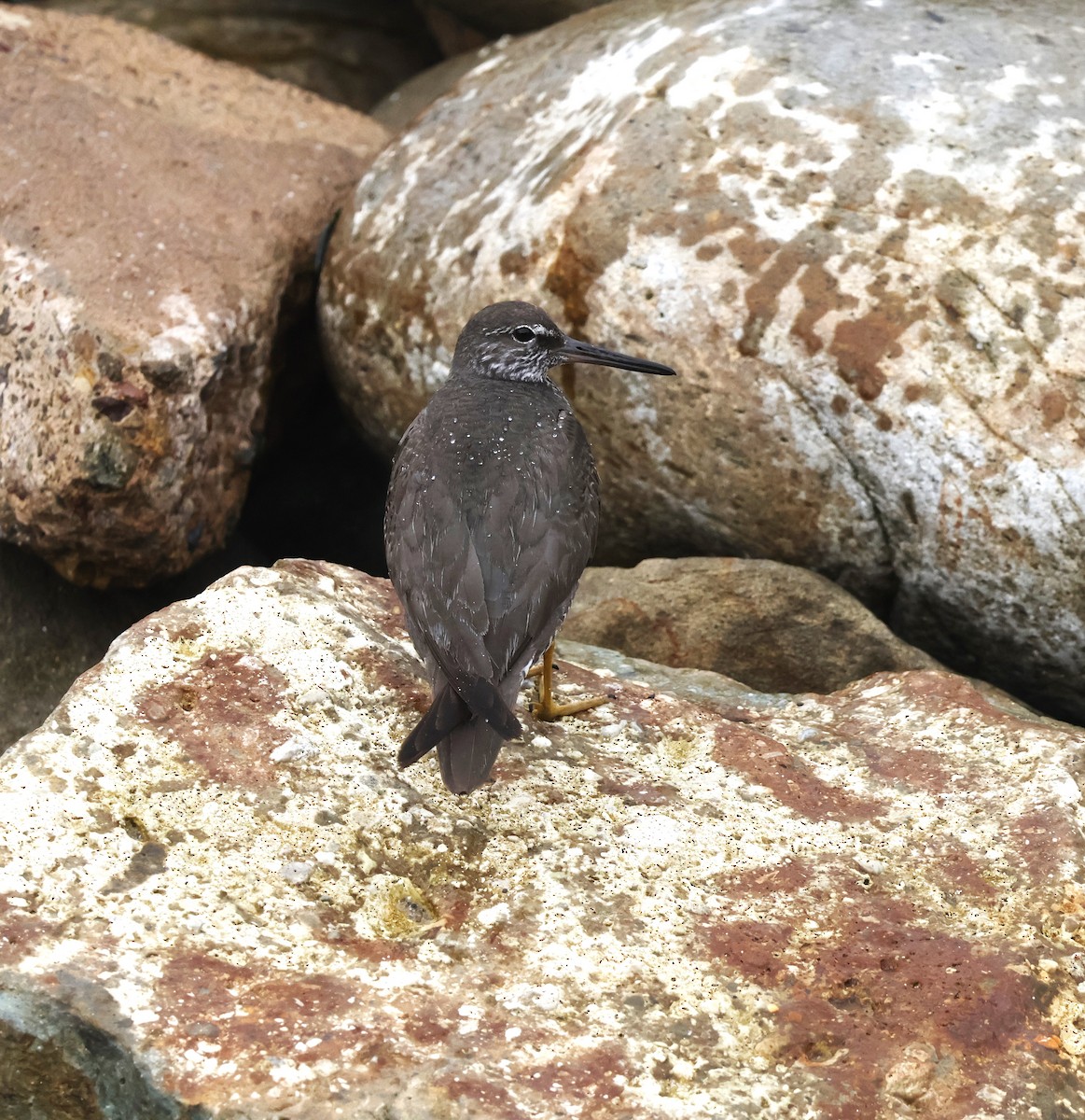 Wandering Tattler - ML622102687