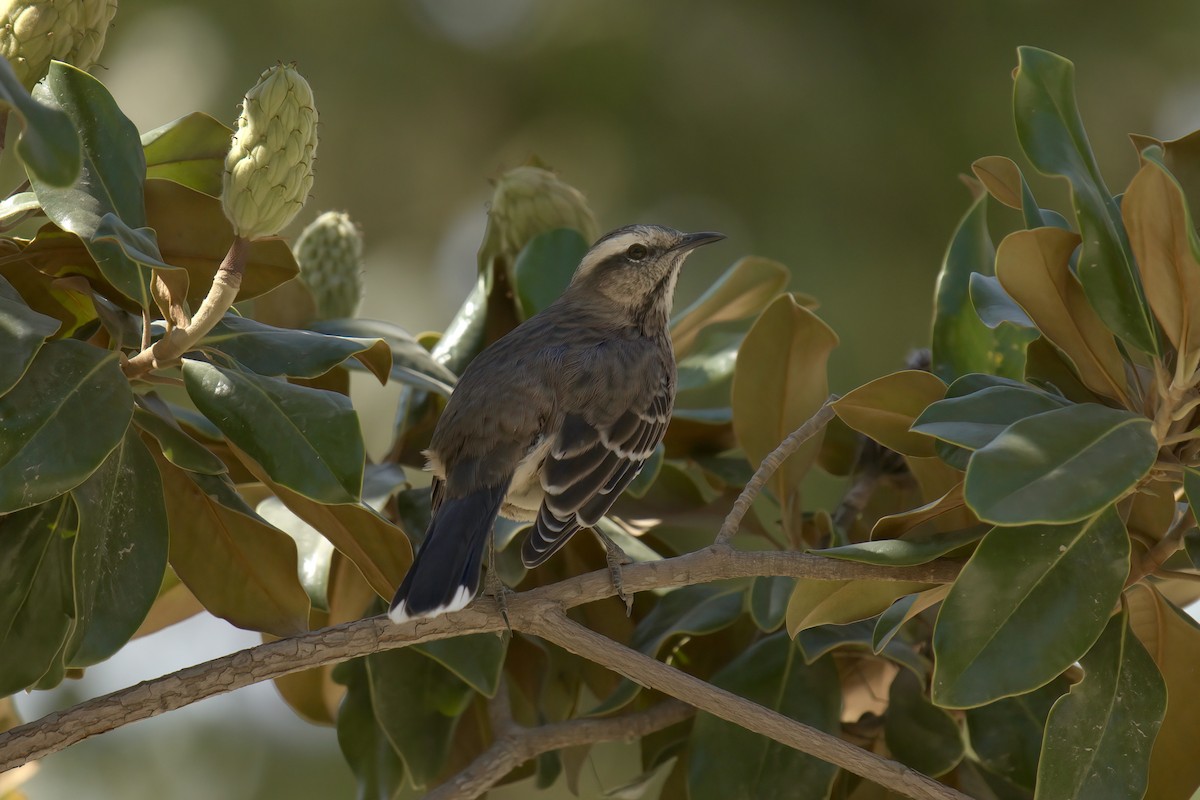 Chilean Mockingbird - ML622102688