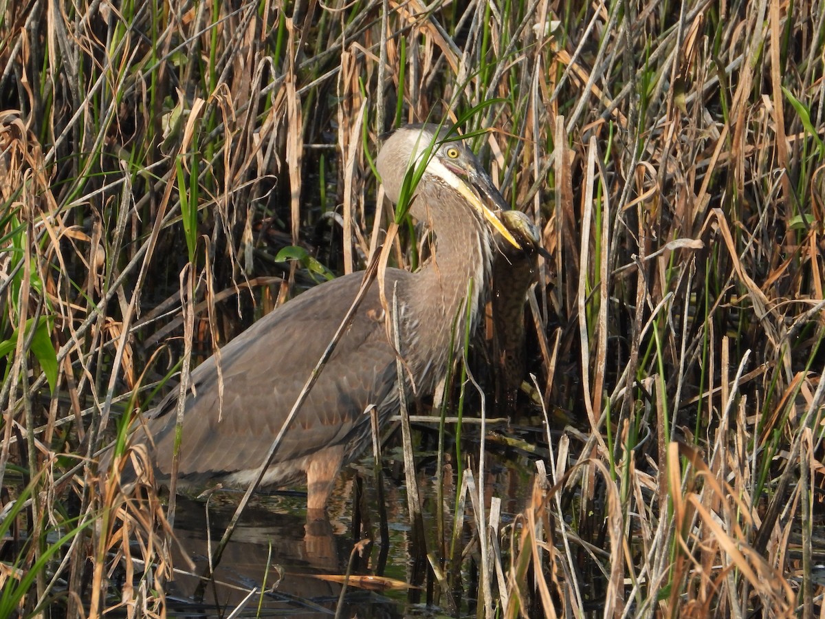 Great Blue Heron - ML622102689