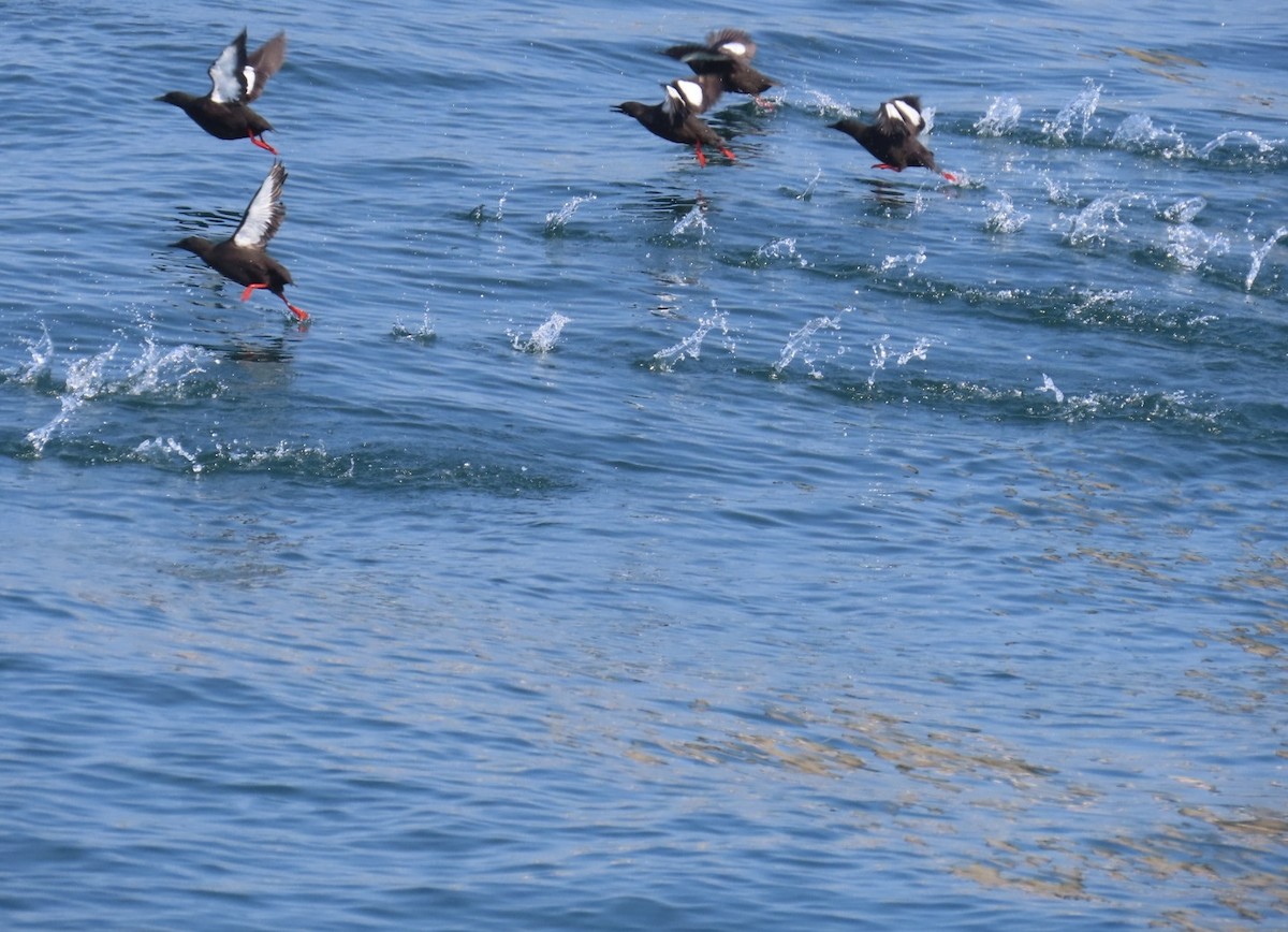 Black Guillemot - ML622102690