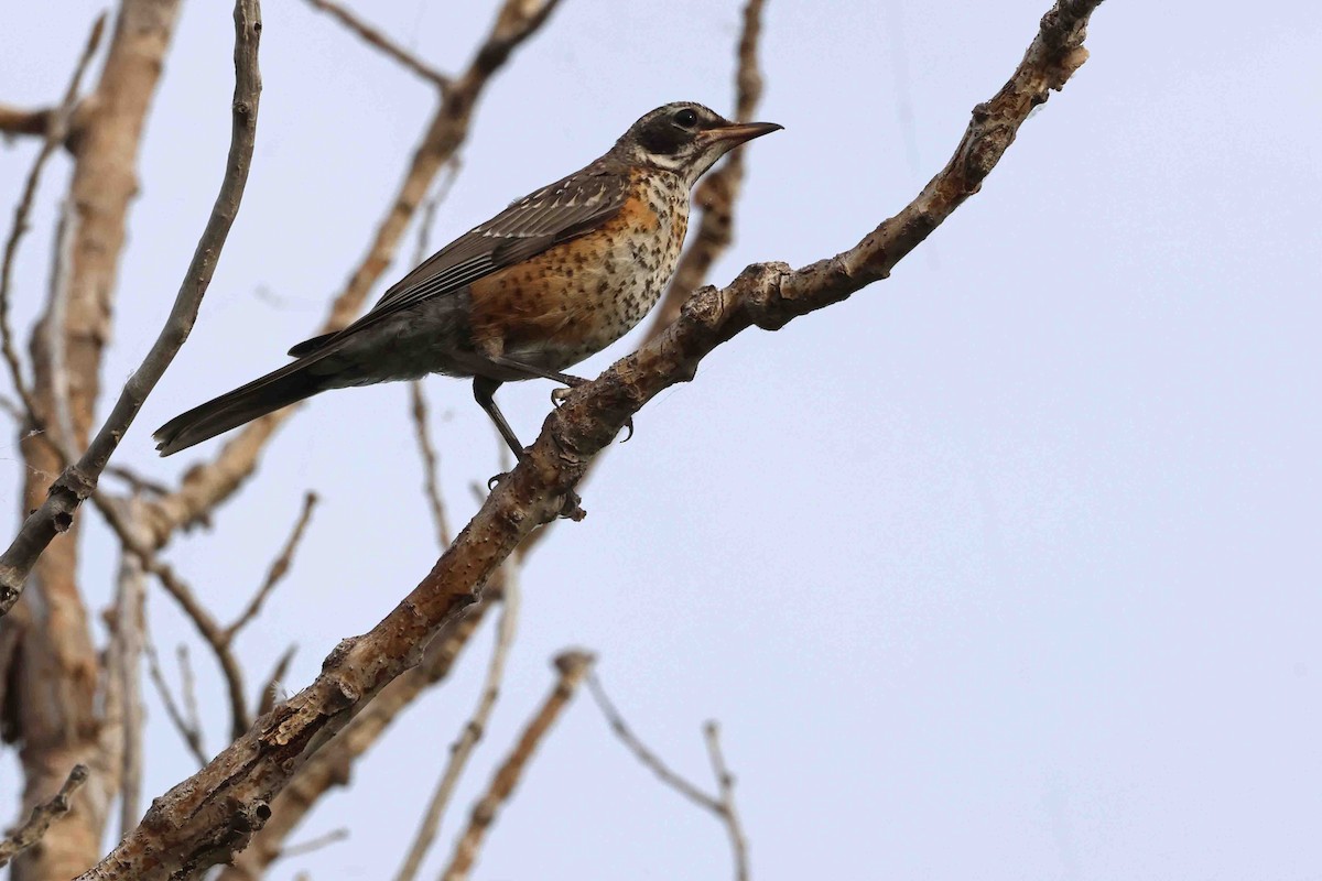 American Robin - ML622102691