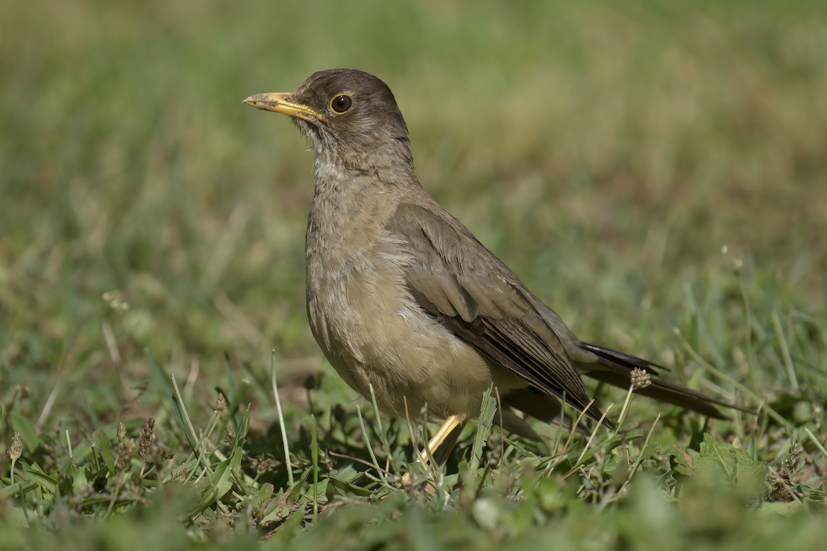 Austral Thrush - ML622102695