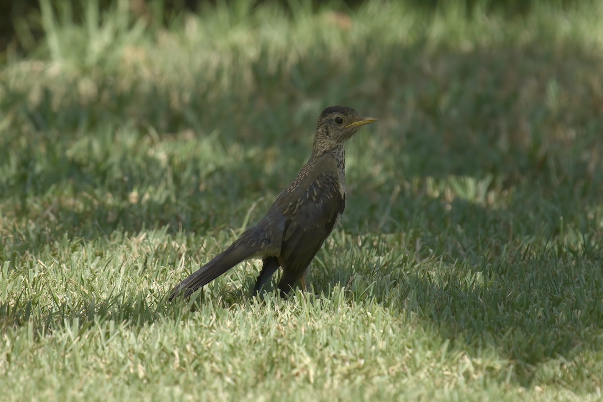 Austral Thrush - ML622102696