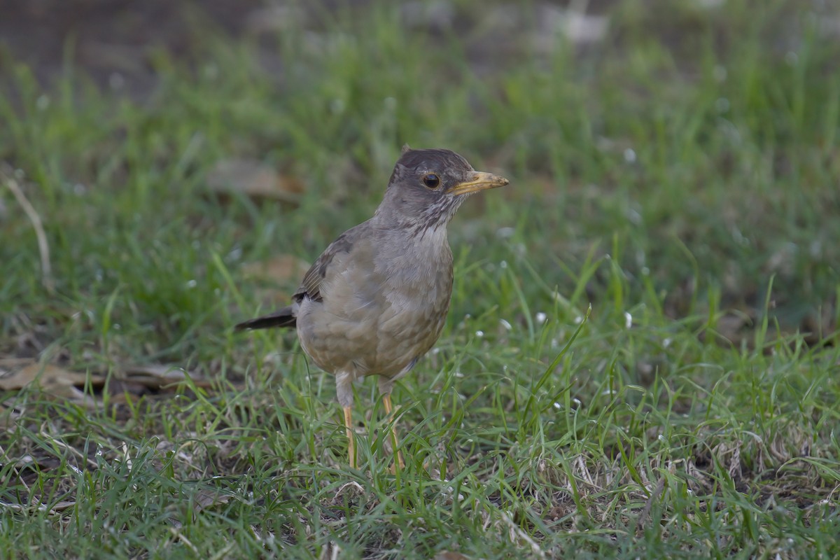 Austral Thrush - ML622102698