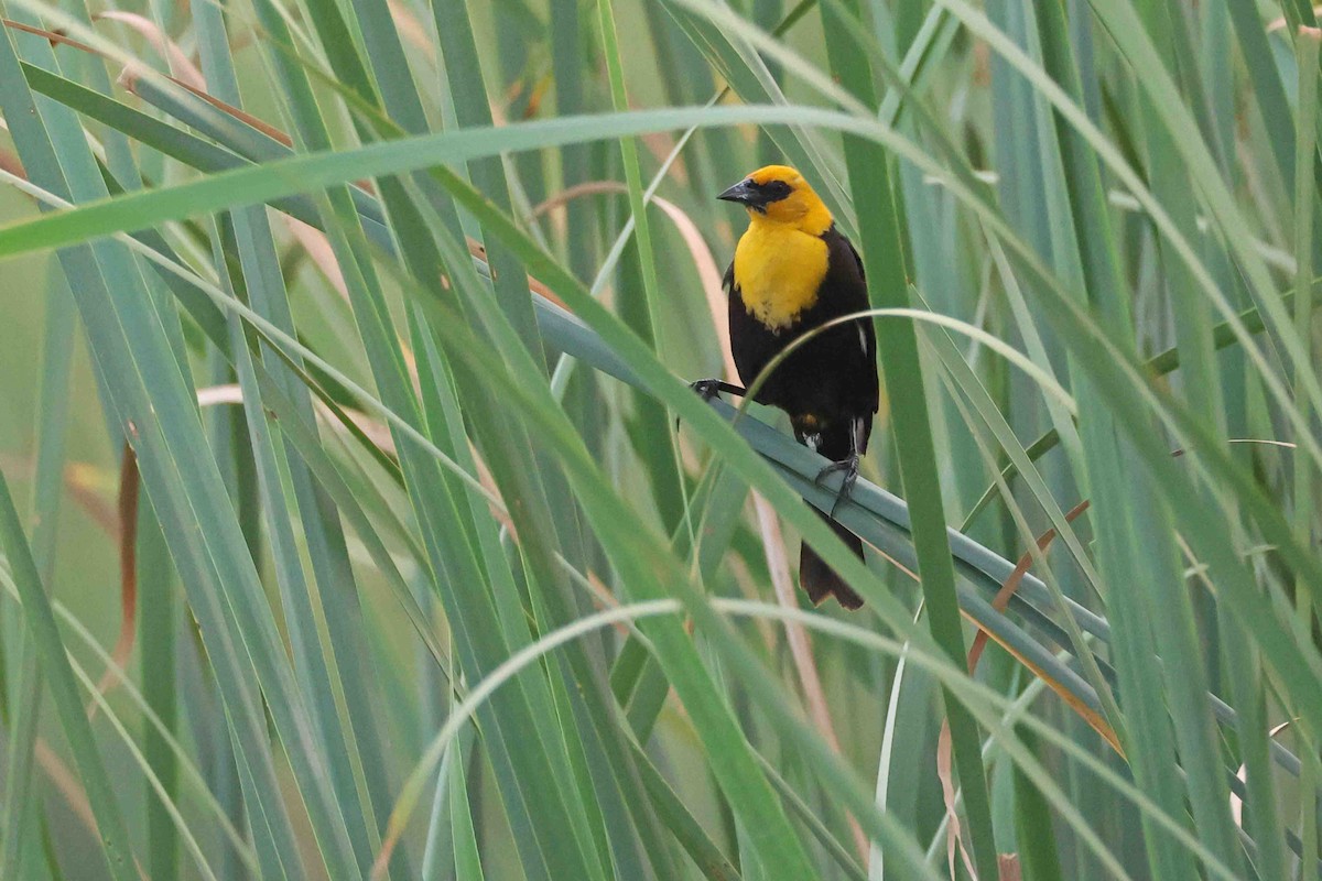 Yellow-headed Blackbird - ML622102701
