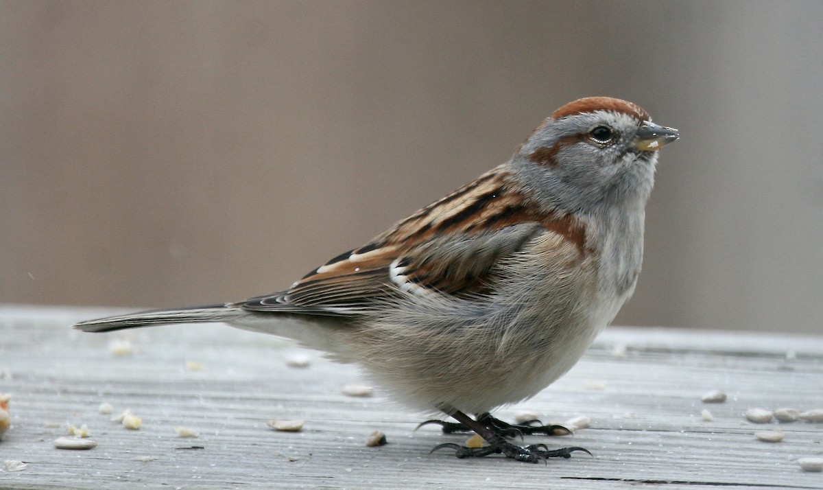 American Tree Sparrow - ML622102702