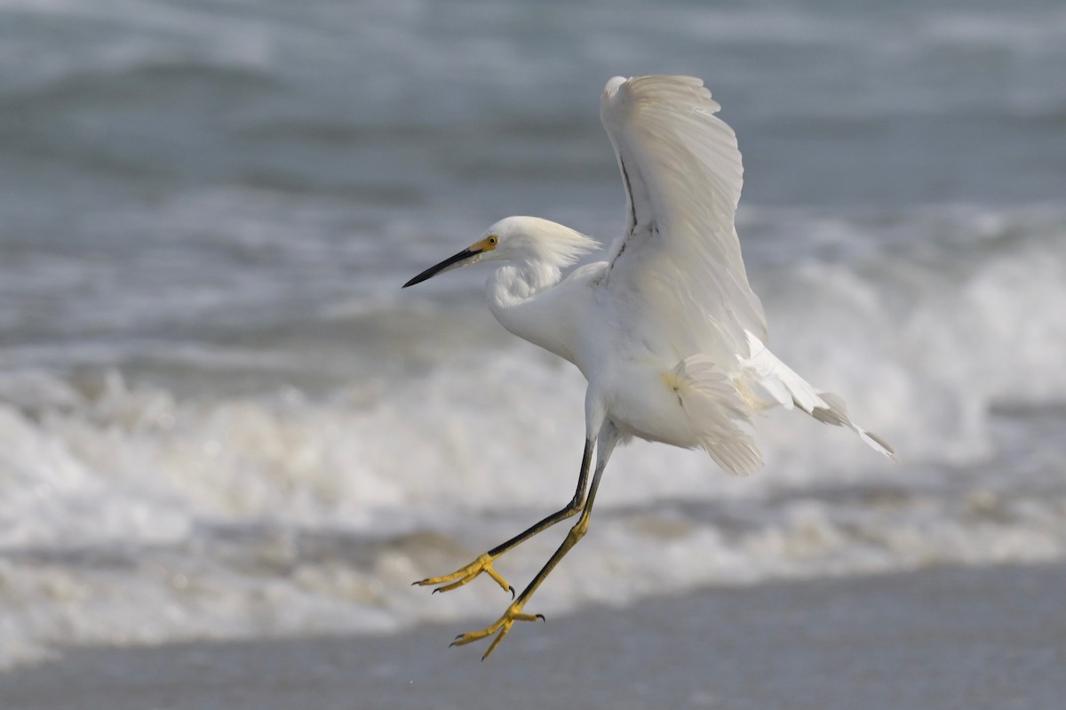 Snowy Egret - ML622102703