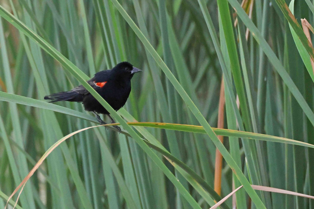 Red-winged Blackbird (Red-winged) - ML622102704