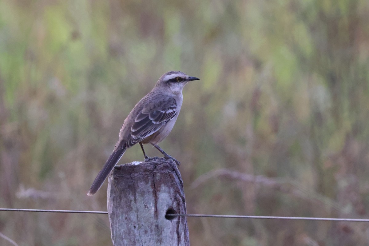 Chalk-browed Mockingbird - ML622102706