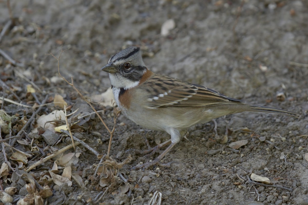 Rufous-collared Sparrow - ML622102707