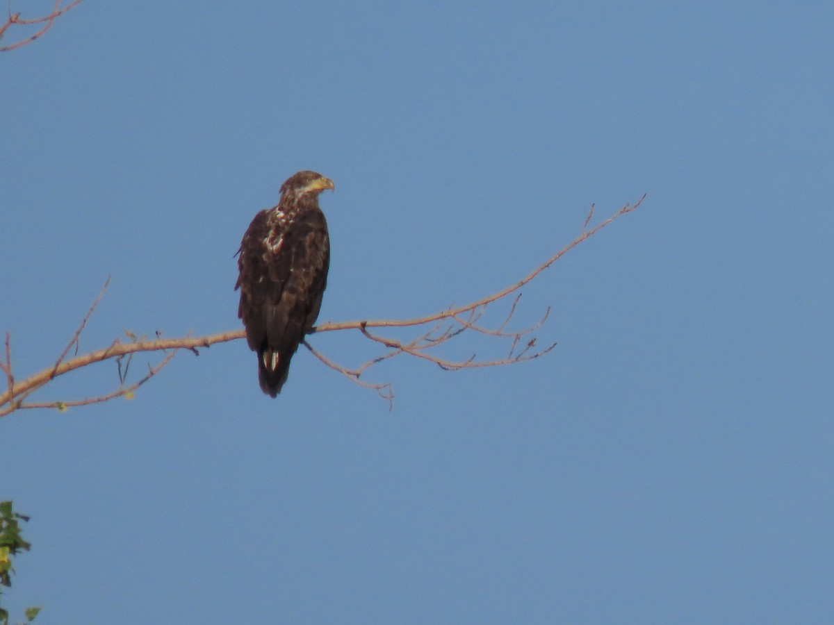 Bald Eagle - ML622102708