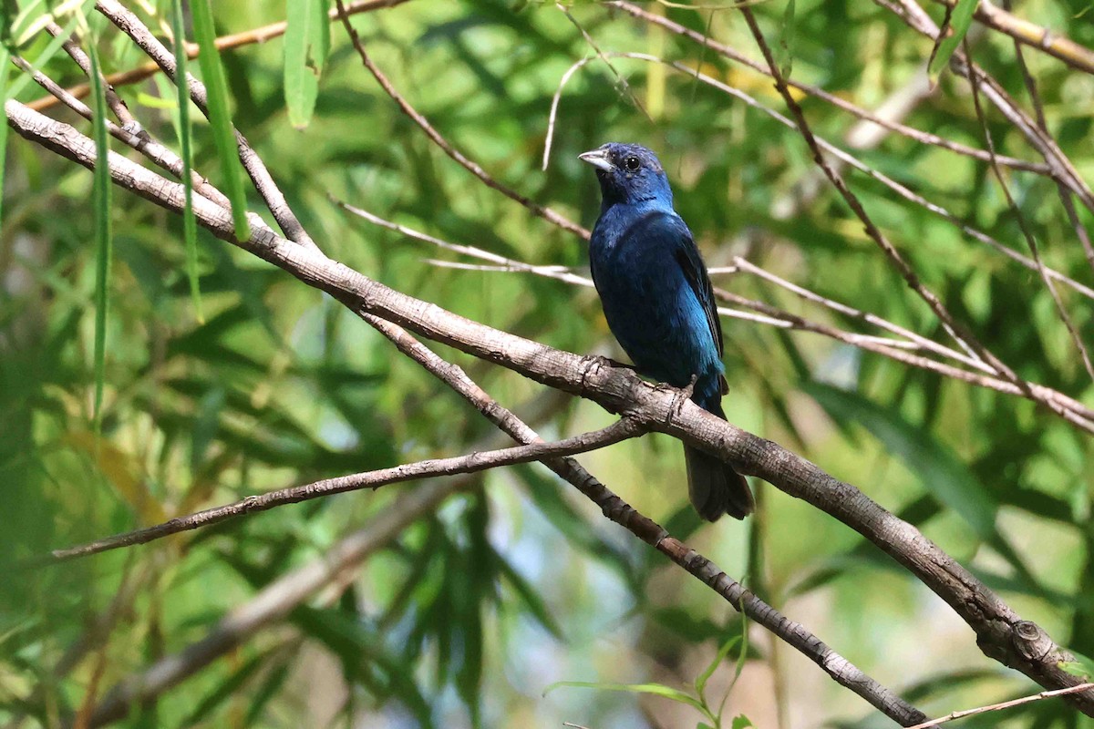 Indigo Bunting - ML622102710