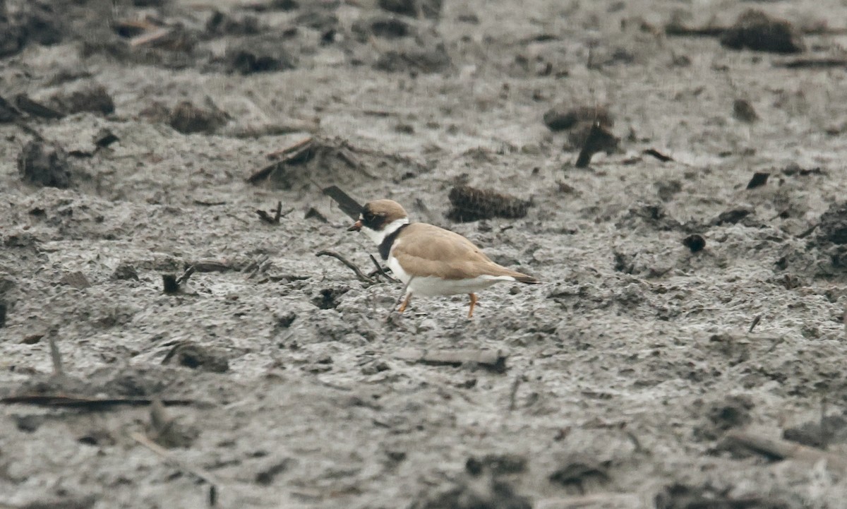 Semipalmated Plover - ML622102712