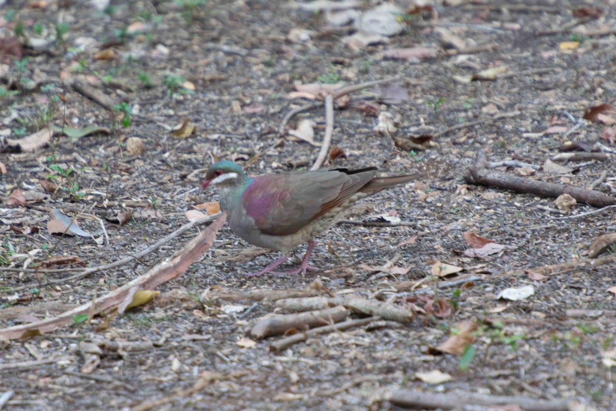 Key West Quail-Dove - ML622102713