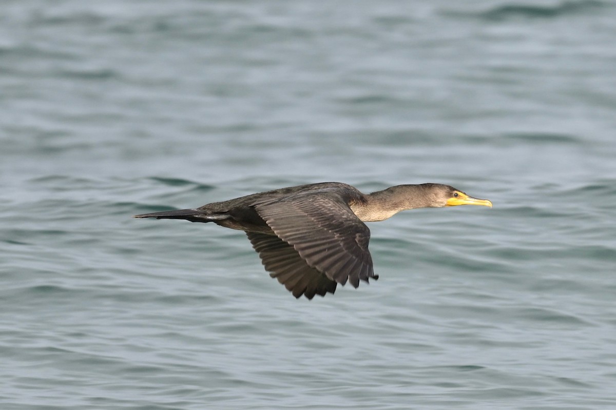 Double-crested Cormorant - lea thai