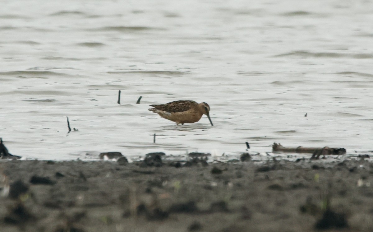 Short-billed Dowitcher - ML622102719