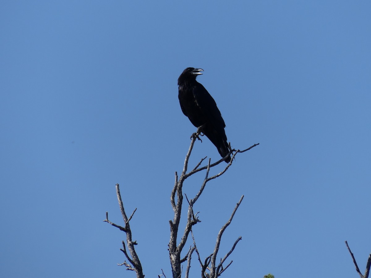 Common Raven - ML622102720