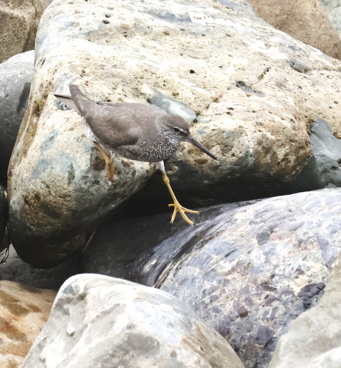 Wandering Tattler - ML622102725