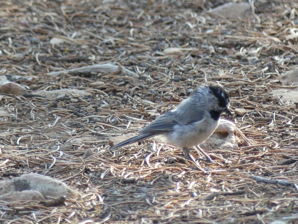 Mountain Chickadee - ML622102733