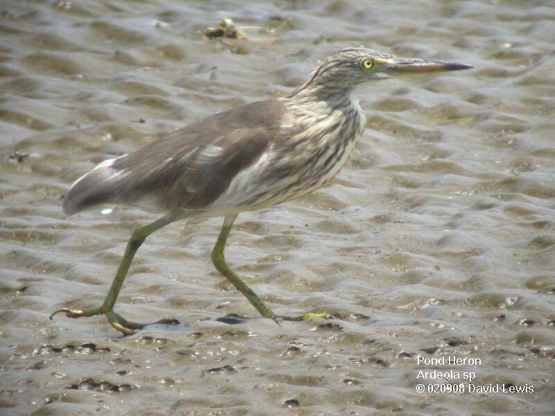 pond-heron sp. - ML622102805