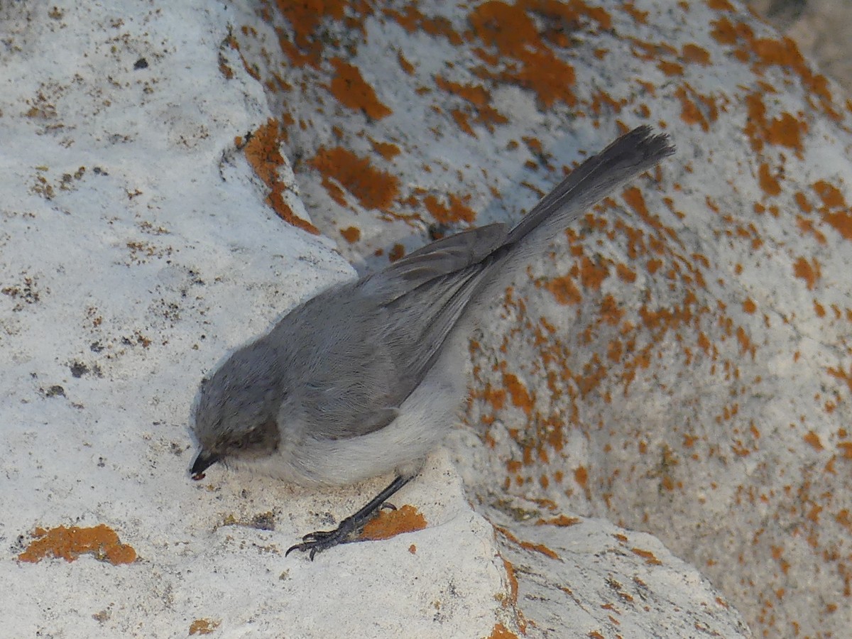 Bushtit - ML622102869