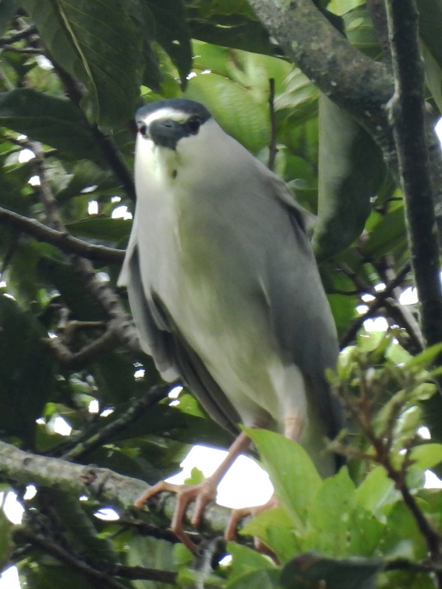 Black-crowned Night Heron - ML622102912