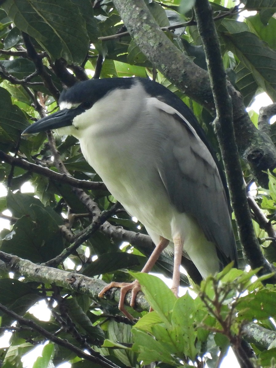 Black-crowned Night Heron - ML622102913