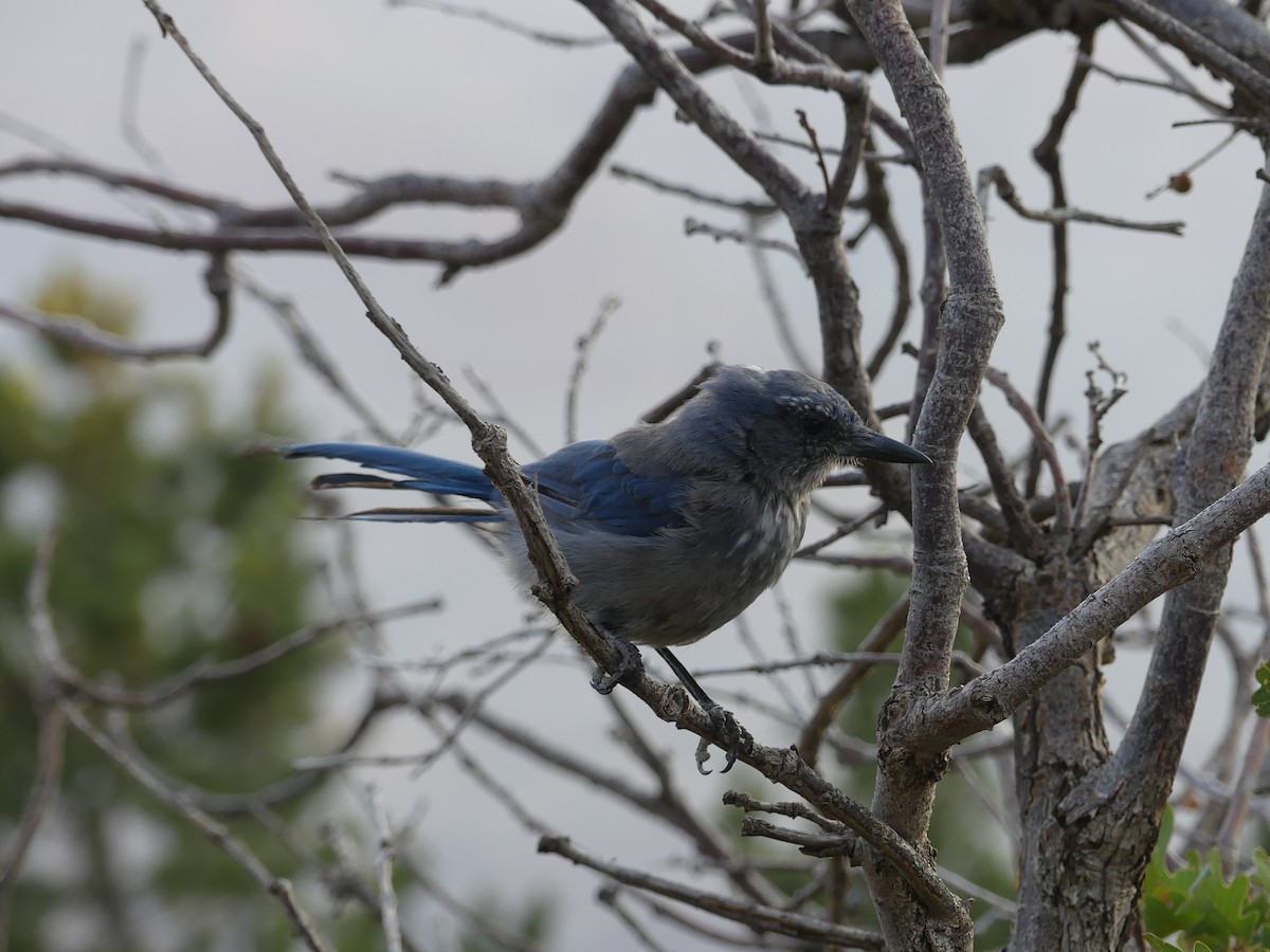 Woodhouse's Scrub-Jay - ML622102929