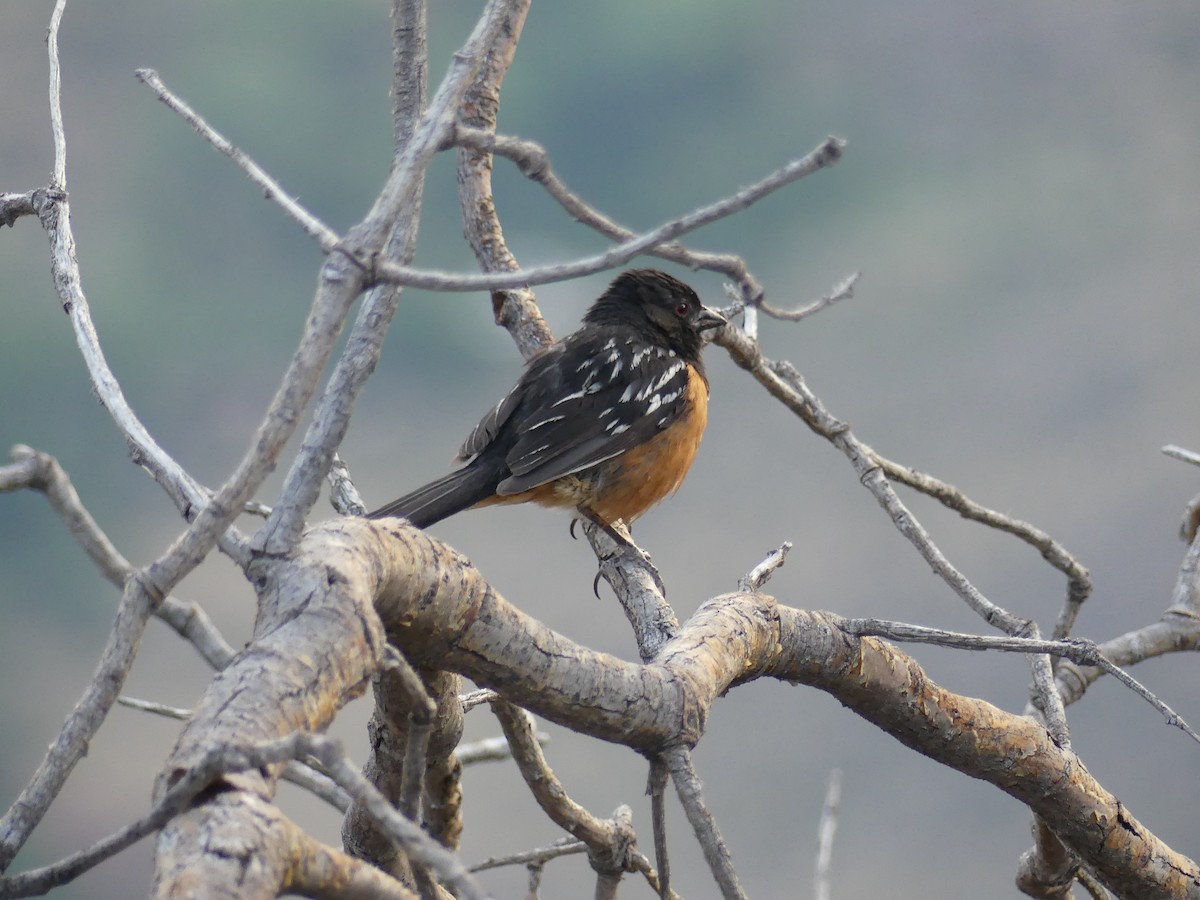 Spotted Towhee - ML622102930