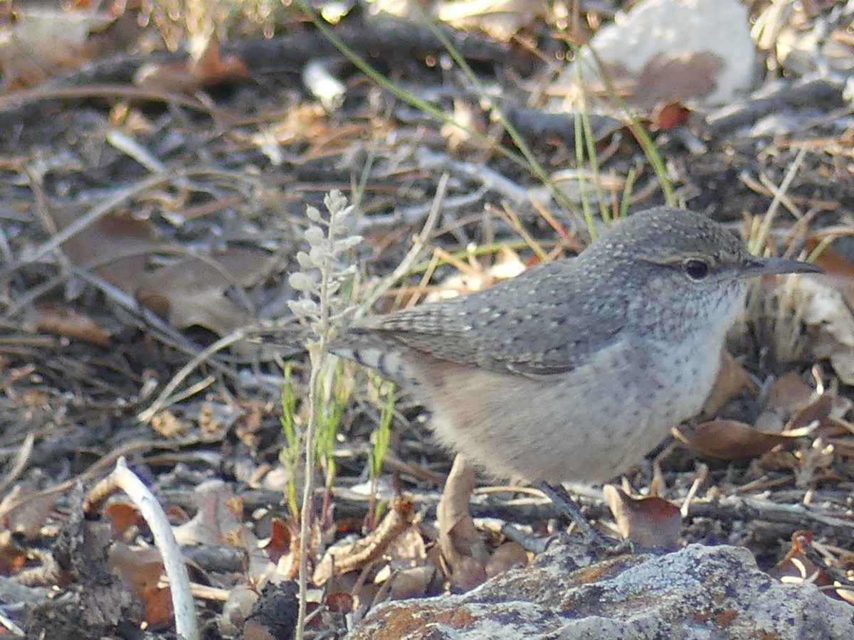 Rock Wren - ML622102942