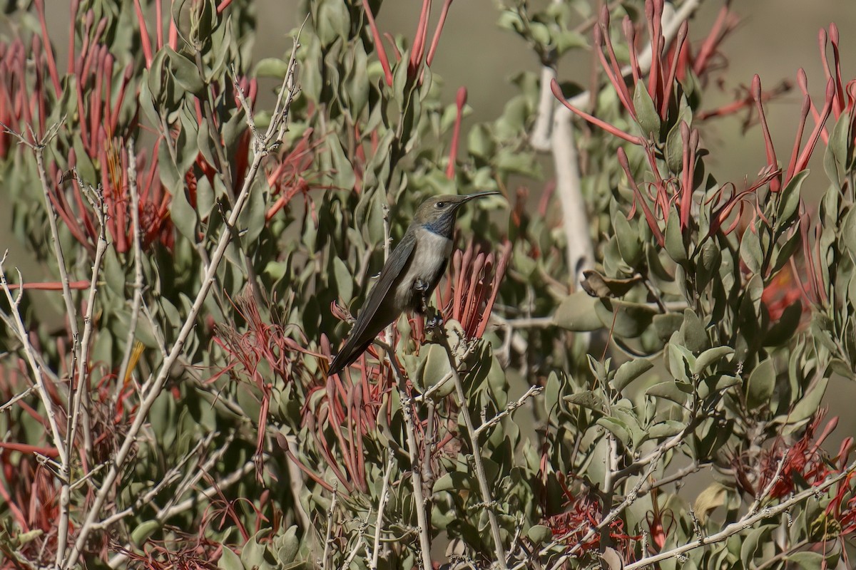 White-sided Hillstar - ML622102945