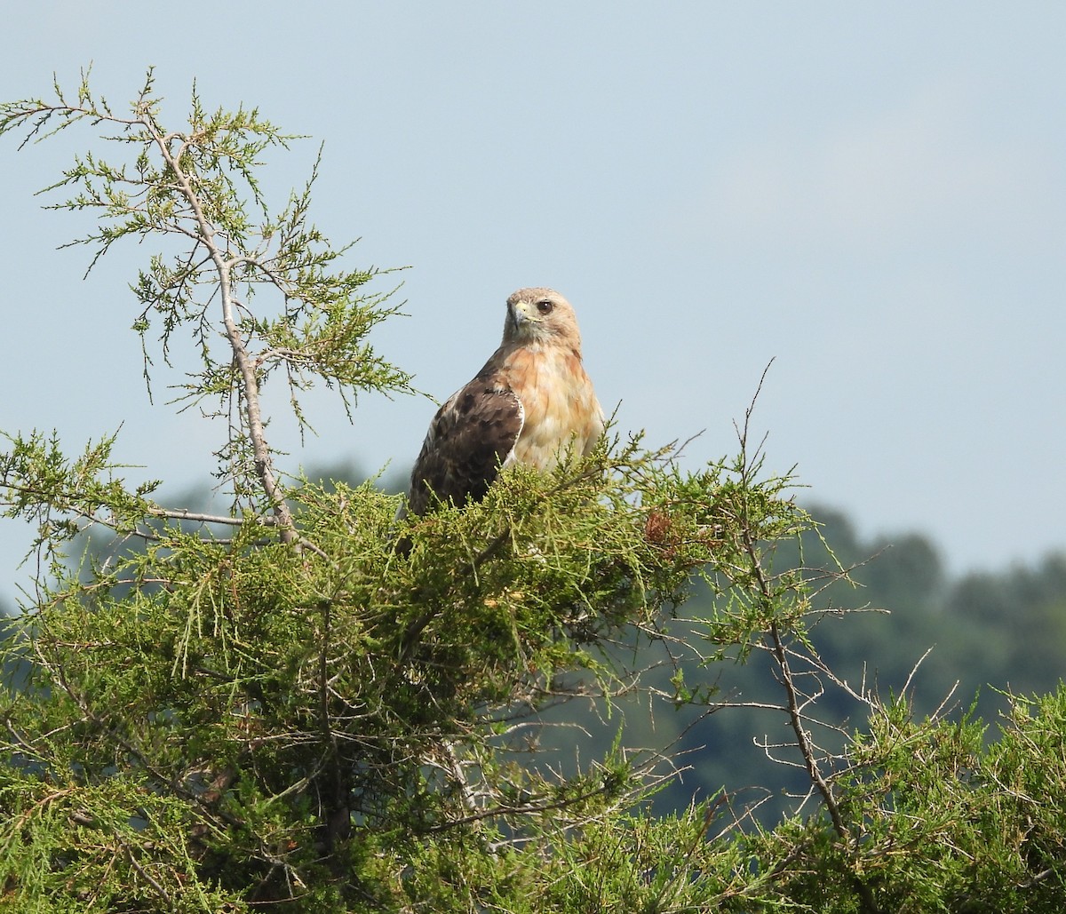 Red-tailed Hawk - ML622102948