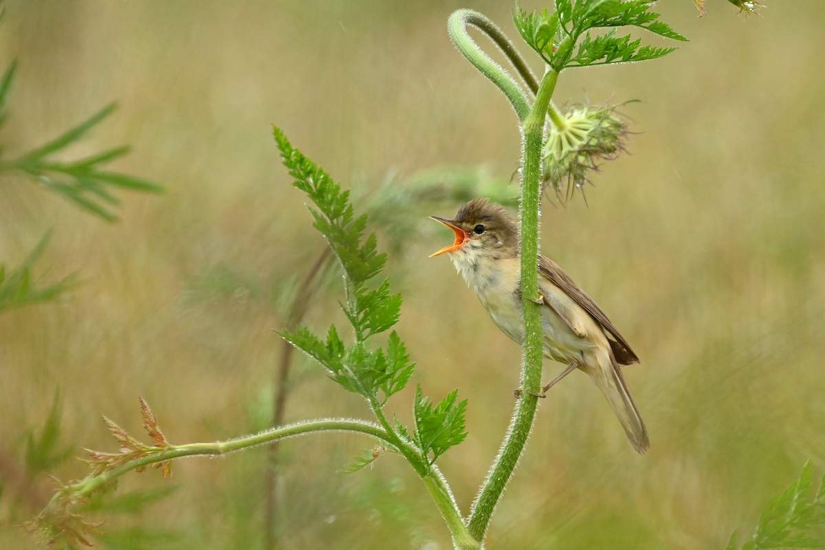 Marsh Warbler - ML622102949