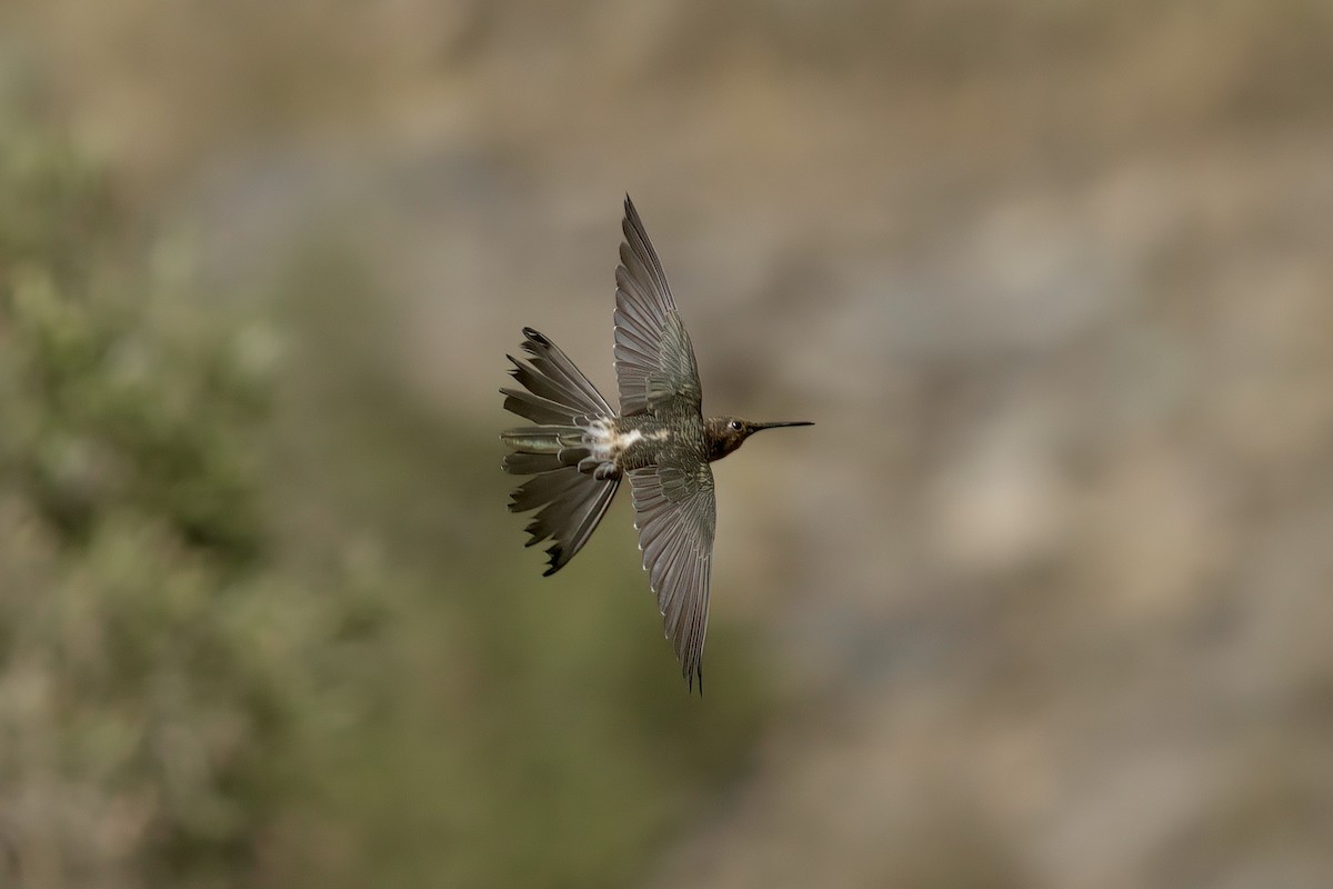 Giant Hummingbird - ML622102950