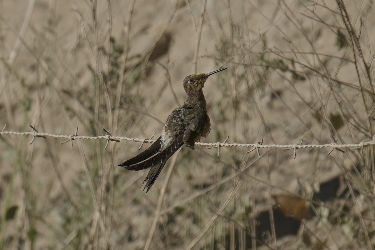 Giant Hummingbird - ML622102951