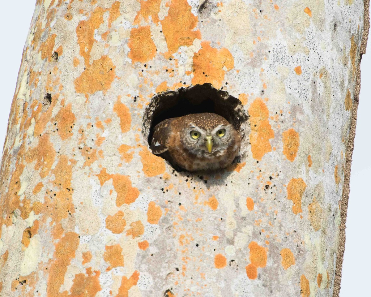 Cuban Pygmy-Owl - ML622102954