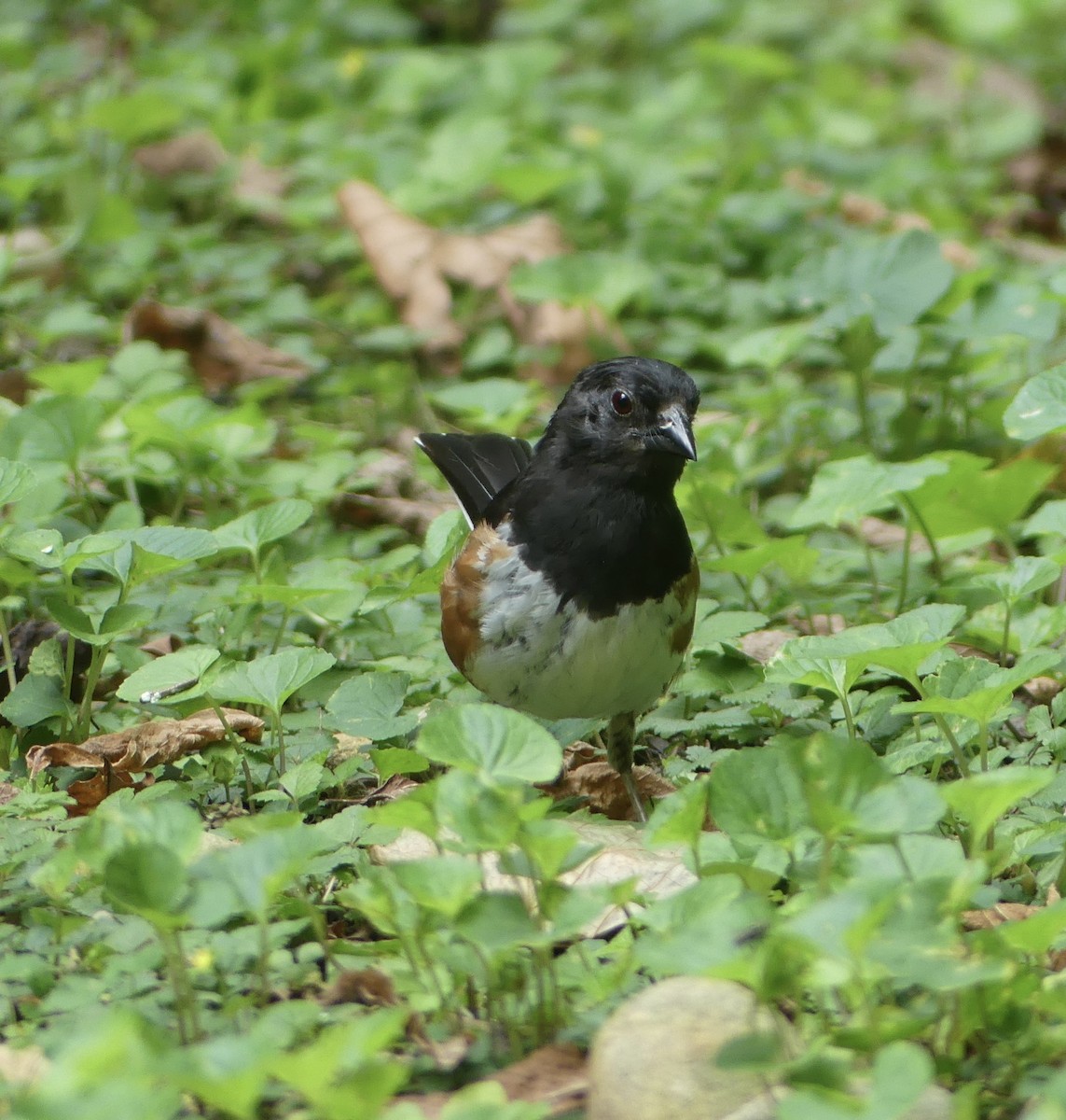 Eastern Towhee - ML622102955