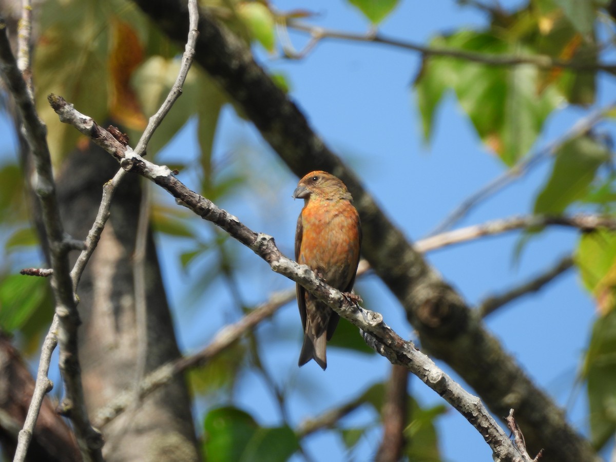 Red Crossbill - Mark Stevens