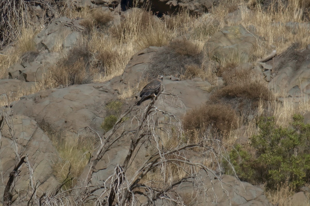 Black-chested Buzzard-Eagle - ML622102957