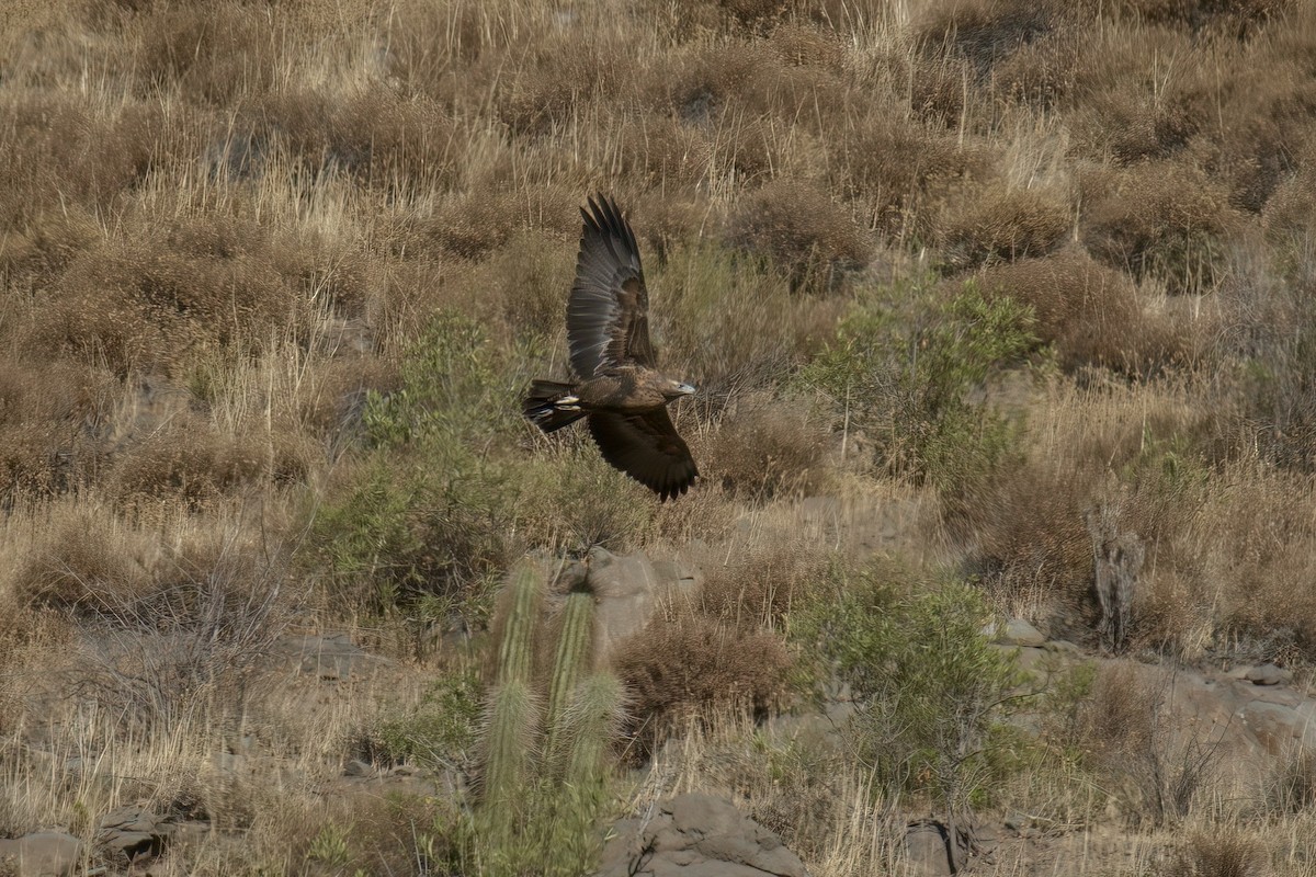 Black-chested Buzzard-Eagle - ML622102958