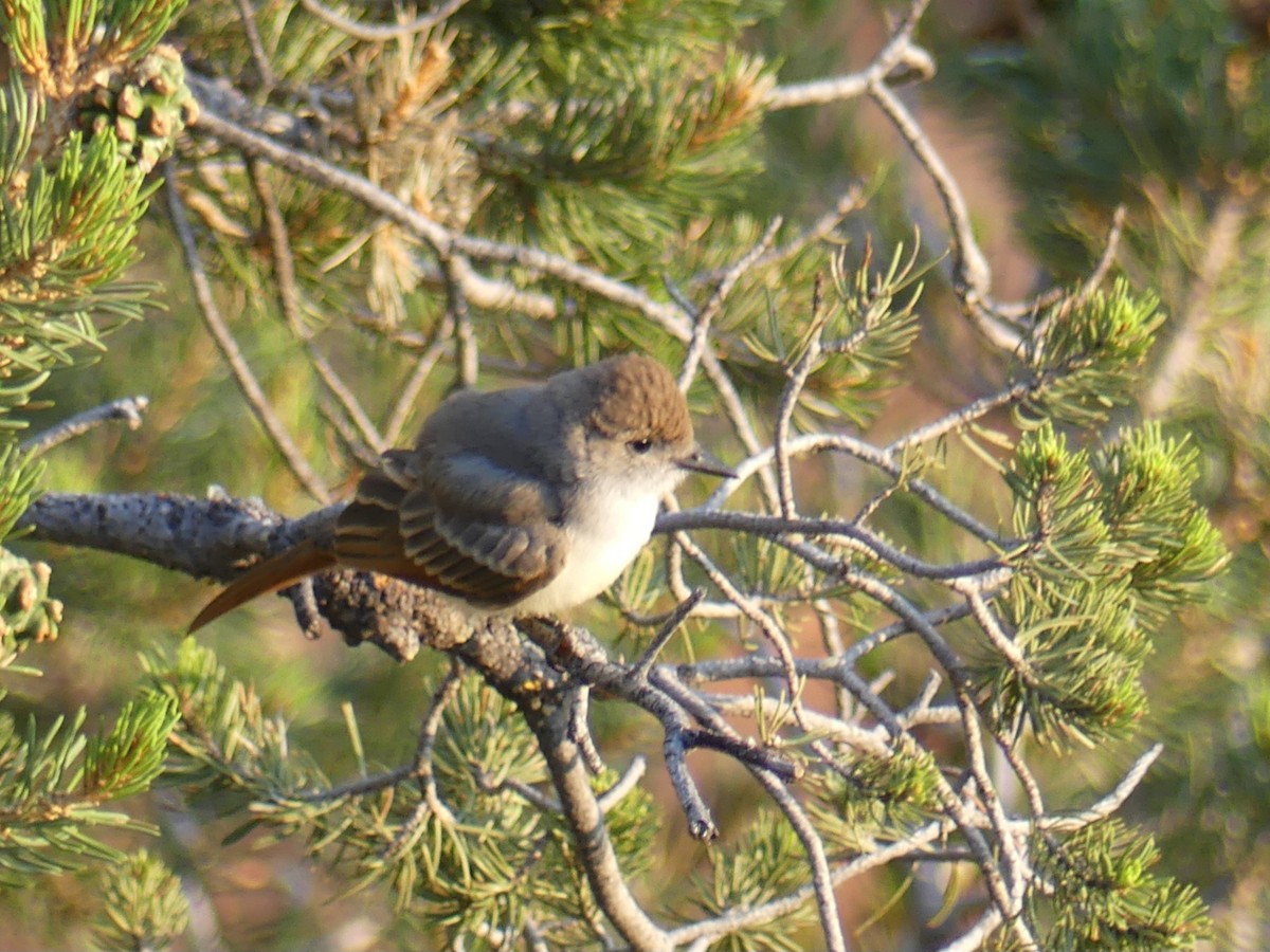 Ash-throated Flycatcher - ML622102959