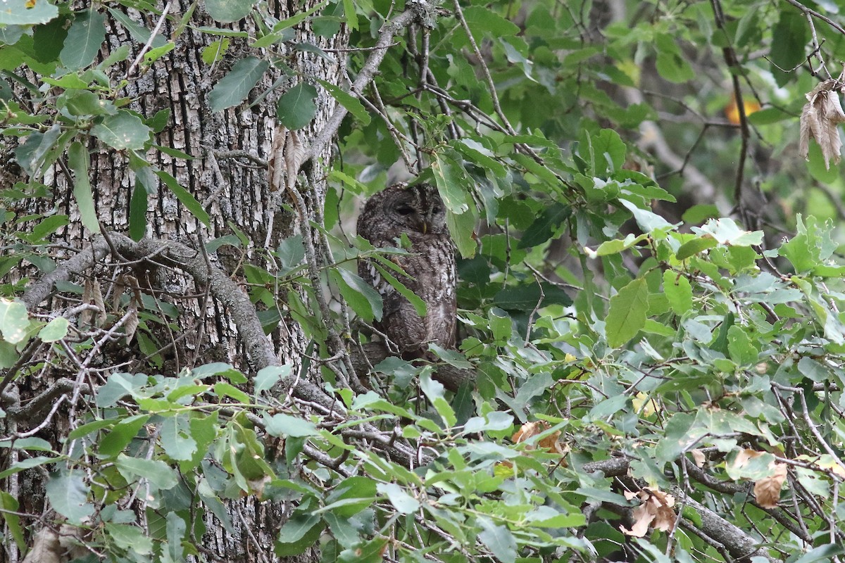 Maghreb Owl - ML622102961