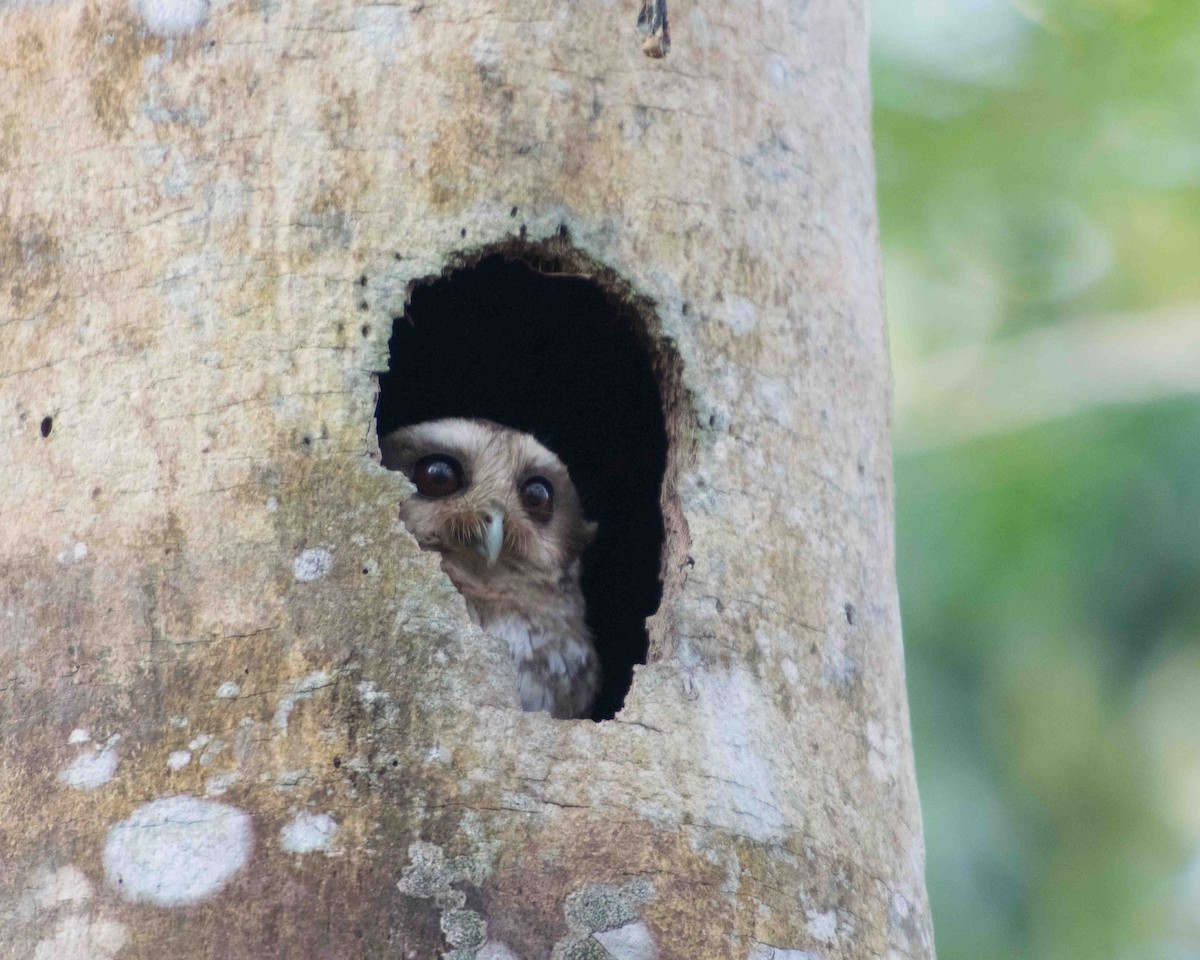 Bare-legged Owl - ML622102962