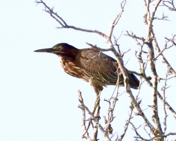 Green Heron - ML622102963