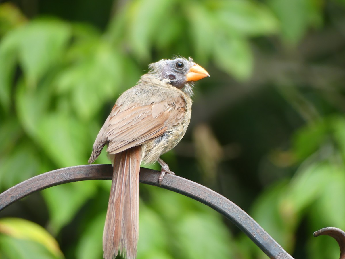 Northern Cardinal - ML622102965