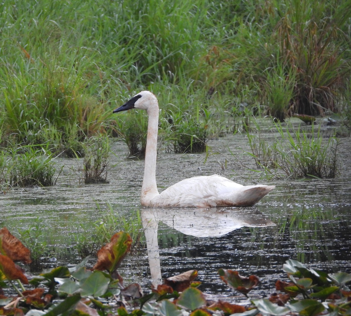 Trumpeter Swan - ML622102966