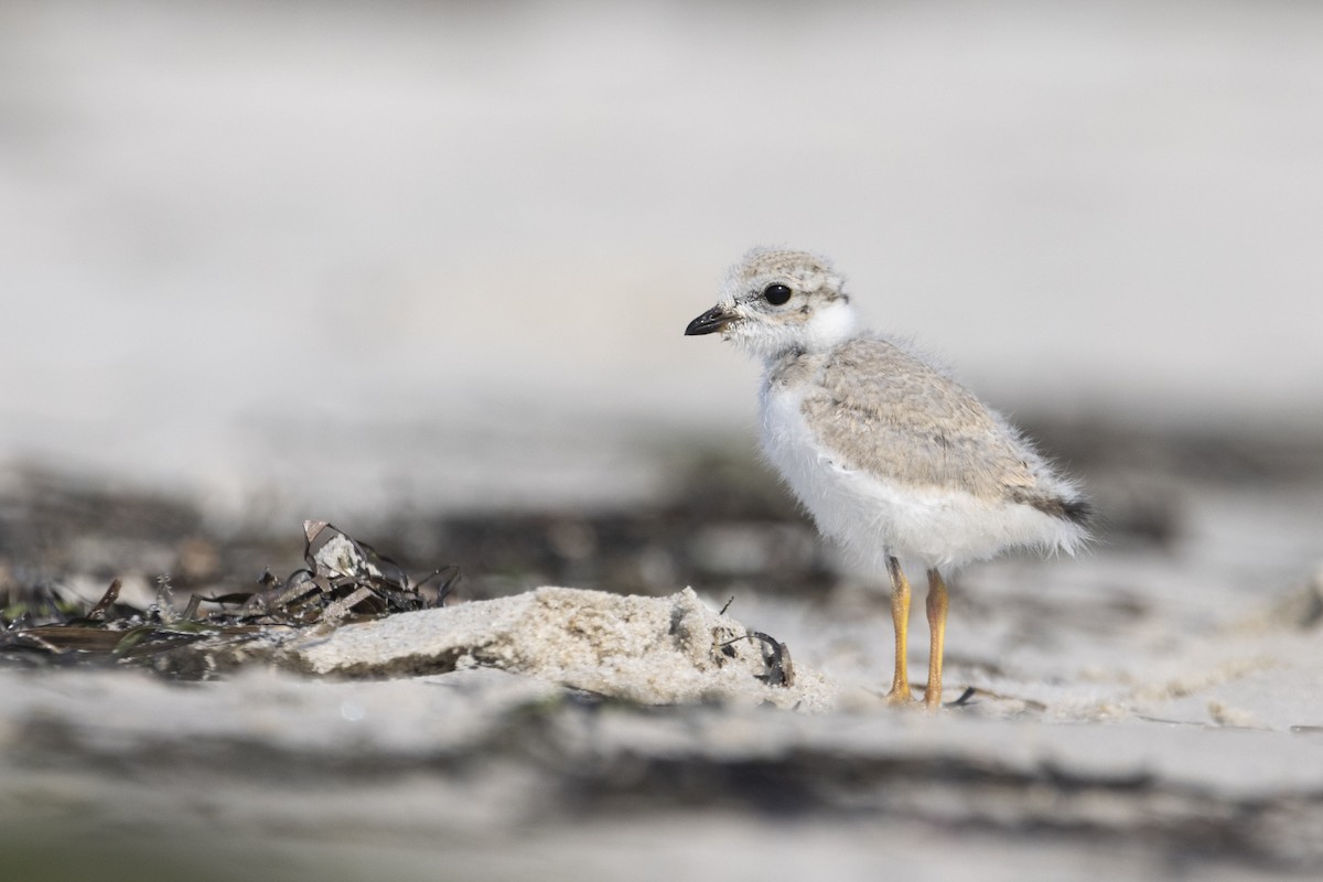 Piping Plover - ML622102967